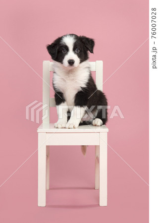 Cute border collie puppy sitting on a white wooden chair on a pink background looking at the camera 76007028