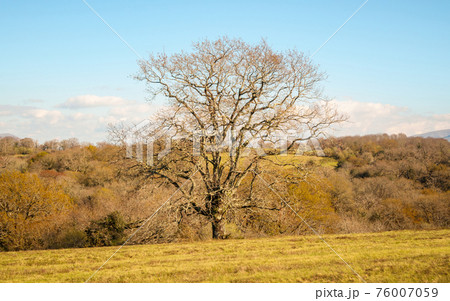 Tree in winter Tree in winter 76007059