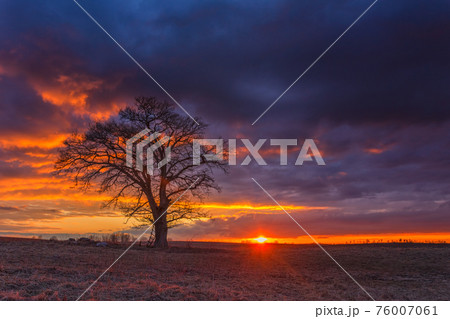 Red sunset with Oak tree at Dawn Red sunset with Oak tree at Dawn 76007061