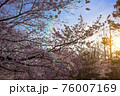 桜　満開　夕日　夕焼け　背景素材 76007169
