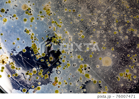 Mold Beautiful, Colony of Characteristics of Fungus (Mold) in culture medium plate from laboratory microbiology. 76007471