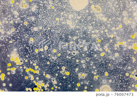 Mold Beautiful, Colony of Characteristics of Fungus (Mold) in culture medium plate from laboratory microbiology. Mold Beautiful, Colony of Characteristics of Fungus (Mold) in culture medium plate from laboratory microbiology. 76007473
