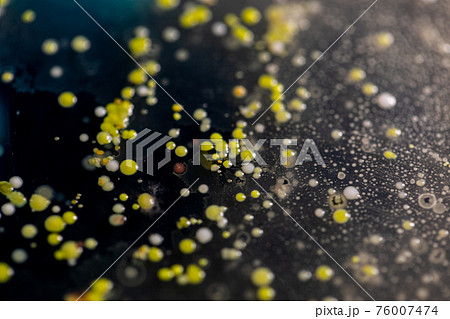 Mold Beautiful, Colony of Characteristics of Fungus (Mold) in culture medium plate from laboratory microbiology. 76007474