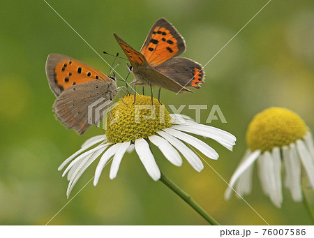Two common copper butterflies on a camille flower 76007586