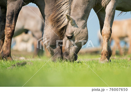 Close up of two konik horses leaning with their head together  while eating on a sunny with with blue sky and sunshine 76007650