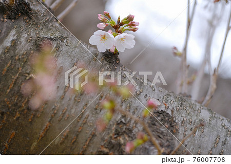 3月　太い枝に咲く2輪のソメイヨシノ 76007708