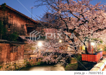 祇園白川の美しい夜桜 祇園白川の美しい夜桜 76007852