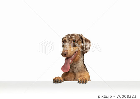 Cute puppy of Dachshund dog posing isolated over white background Cute puppy of Dachshund dog posing isolated over white background 76008223