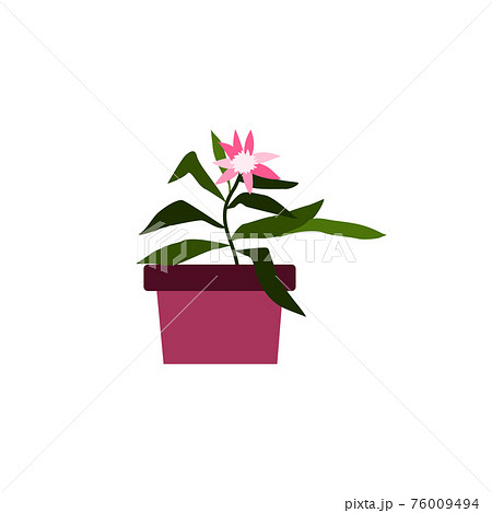 Blooming house plant in flower pot, flat cartoon vector illustration isolated. 76009494
