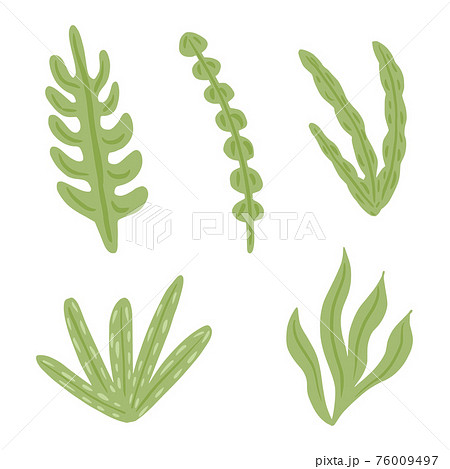 Set green seaweed isolated on white background. Abstract marine algae different Codium, Laminaria, Ulva, Caulerpa. Sketch in style doodle. Set green seaweed isolated on white background. Abstract marine algae different Codium, Laminaria, Ulva, Caulerpa. Sketch in style doodle. 76009497