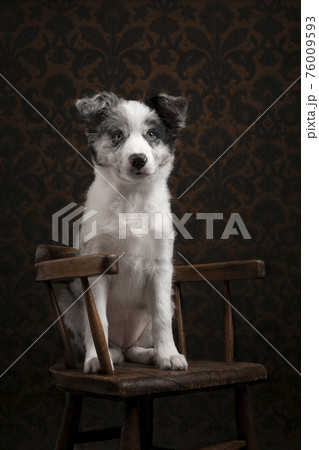 Young border collie puppy looking away sitting on a brown wooden chair on a classic background 76009593