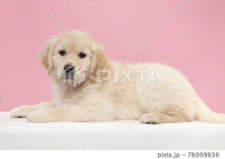 Cute golden retriever puppy looking at the camera while lying down on a coach on a pink background 76009656