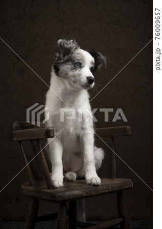 Young border collie puppy looking away sitting on a chair on a brown classic still life background 76009657