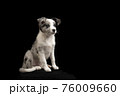 Sitting young border collie puppy looking away on a black background 76009660