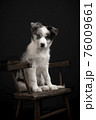 Young border collie puppy looking at the camera sitting on a wooden chair on a black background 76009661