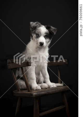 Young border collie puppy looking at the camera sitting on a wooden chair on a black background 76009661