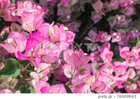 ブーゲンビリア ブーゲンビレア イカダカズラ 76009663