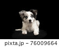 Young border collie puppy looking up lying down on a black background seen from the front 76009664