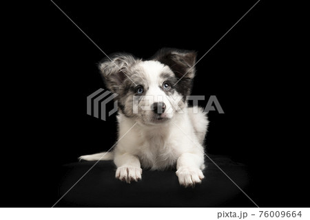 Young border collie puppy looking up lying down on a black background seen from the front 76009664