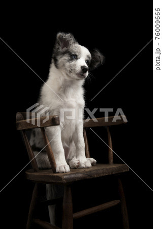 Young border collie puppy looking away sitting on a brown wooden chair on a black background 76009666