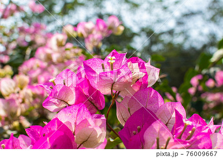ブーゲンビリア ブーゲンビレア イカダカズラ 76009667