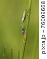 Couple of green leafhoppers on a green natural background 76009668