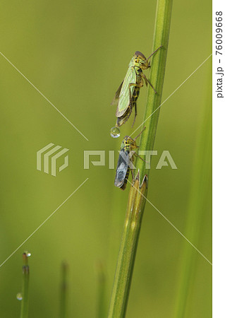 Couple of green leafhoppers on a green natural background 76009668