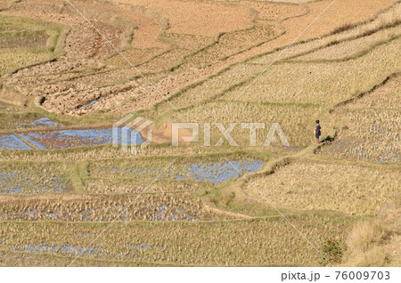Rice field landscape in Madagascar 76009703