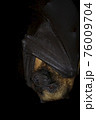 Hanging flying fox bat on a black background 76009704