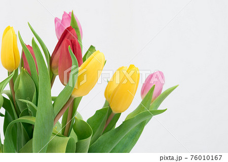 Tulips close-up on a white background. Different colors. Postcard, there is space for text. Background, texture. Spring and beauty Tulips close-up on a white background. Different colors. Postcard, there is space for text. Background, texture. Spring and beauty 76010167