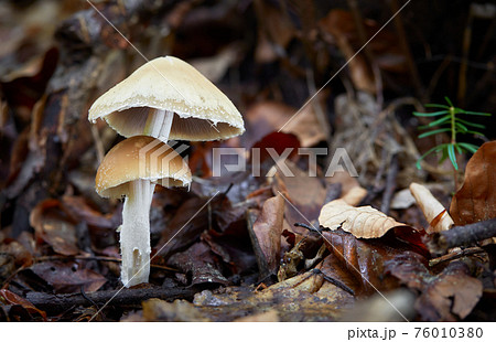 Psathyrella Psathyrella 76010380