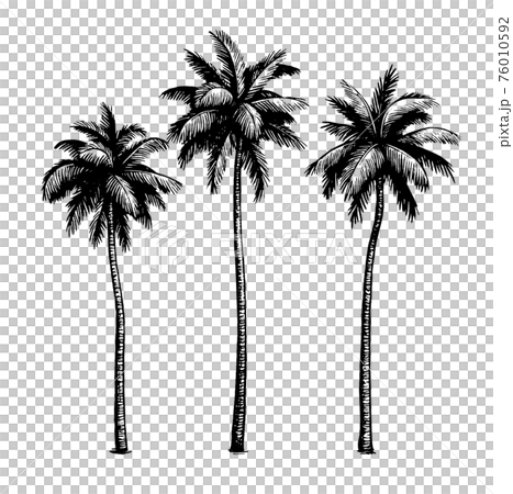 Coconut palm trees. 76010592
