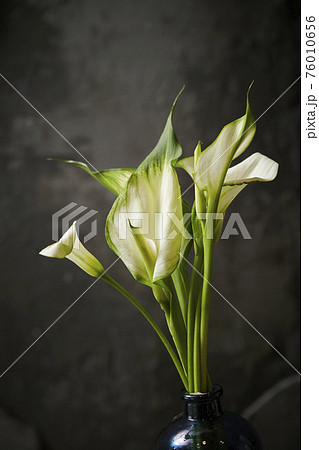 カラー グリーンカラー フラワーアレンジメント インテリアライフスタイルイメージの写真素材