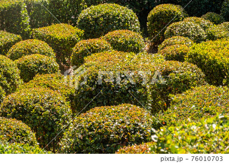 Neatly trimmed bushes in the summer or autumn park. Neatly trimmed bushes in the summer or autumn park. 76010703