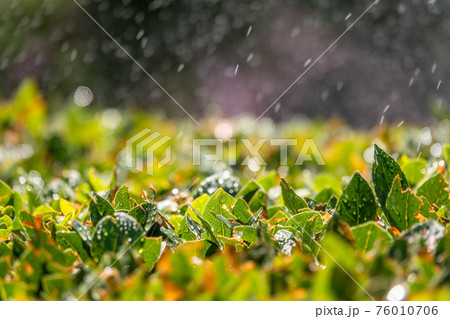 Trimmed bushes with spray of water from irrigation. 76010706
