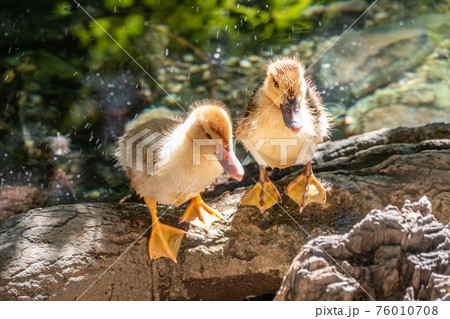 Cute little ducklings standing in a lake coast 76010708