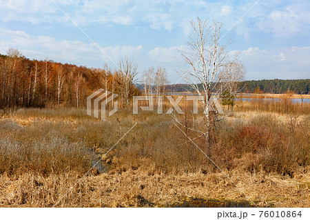 A young birch tree grows in a swampy meadow among yellow reeds and grass after hibernation. A young birch tree grows in a swampy meadow among yellow reeds and grass after hibernation. 76010864