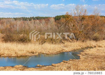 A small rivulet flows through a marshland overgrown with dry reeds and grass against the background of a dormant spring yellow grove and blue sky. A small rivulet flows through a marshland overgrown with dry reeds and grass against the background of a dormant spring yellow grove and blue sky. 76010865