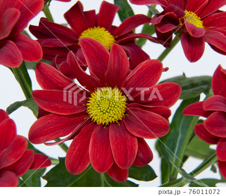 Chrysanthemum morifolium flower close-up. macrophotography, selective focus. Red Dendranthema indicum.  76011072