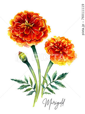 Watercolor Botanical Illustration Of Marigold のイラスト素材