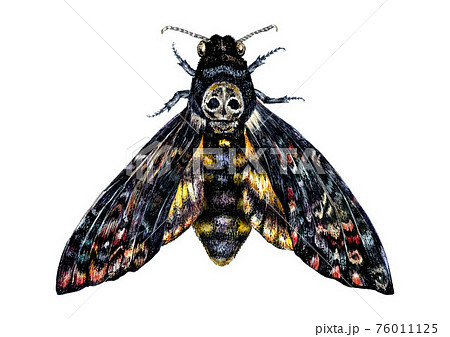 Watercolor Illustration of Death's-head hawkmoth 76011125