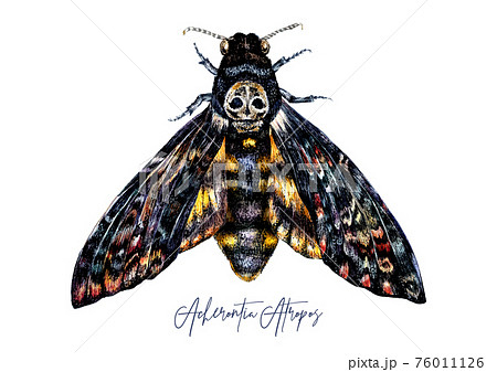 Watercolor Illustration of Death's-head hawkmoth 76011126