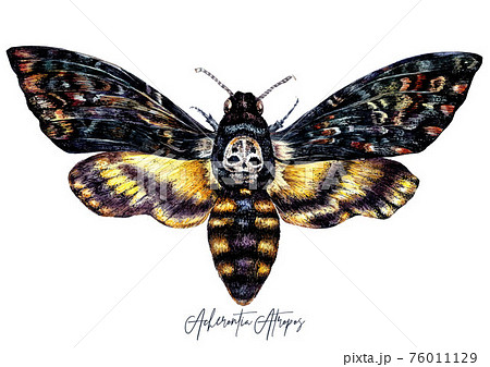 Watercolor Illustration of Death's-head hawkmoth 76011129