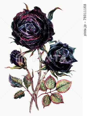 Watercolor Bouquet Of Black Rosesのイラスト素材