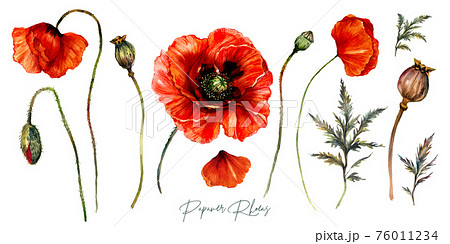 Collection of Red Poppies Watercolor Flowers Collection of Red Poppies Watercolor Flowers 76011234