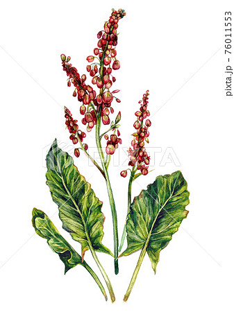 Watercolor Illustration of Red Sorrel 76011553