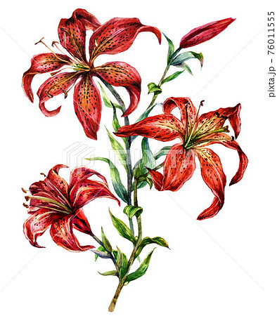Watercolor Illustration of Red Wood Lily Watercolor Illustration of Red Wood Lily 76011555