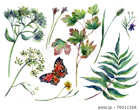 Watercolor Collection of Motley Grass 76011568