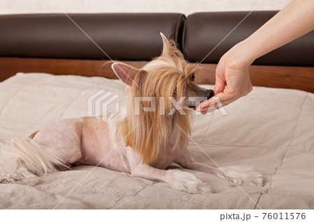 A hairless dog is eating treats from a hand. Chinese crested feeding, caucasian ethnicity, pets, indoor hobby, lifestyle. A hairless dog is eating treats from a hand. Chinese crested feeding, caucasian ethnicity, pets, indoor hobby, lifestyle. 76011576