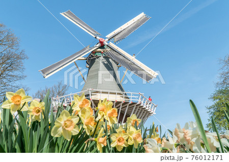 Beautiful white and yellow flowers in front of a windmill 76012171